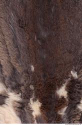 Photo Textures of Fur